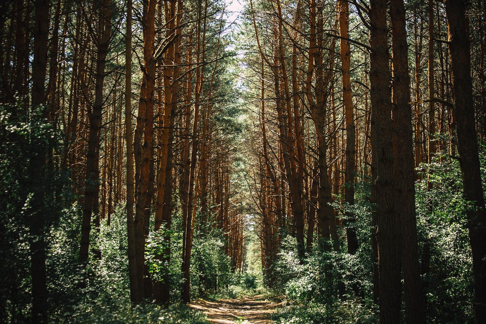 Trail through a coniferous forest