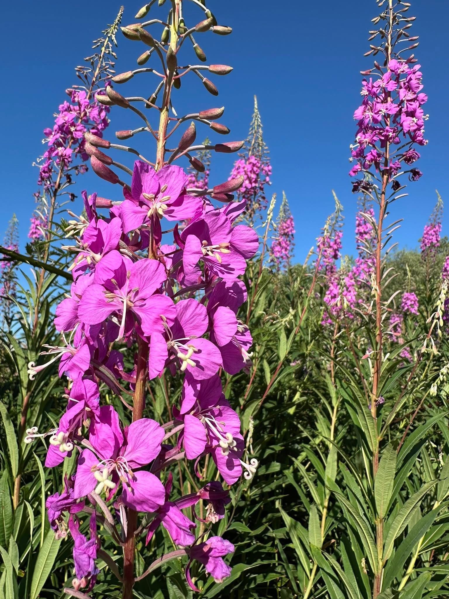 Fireweed wildflowers in bloom