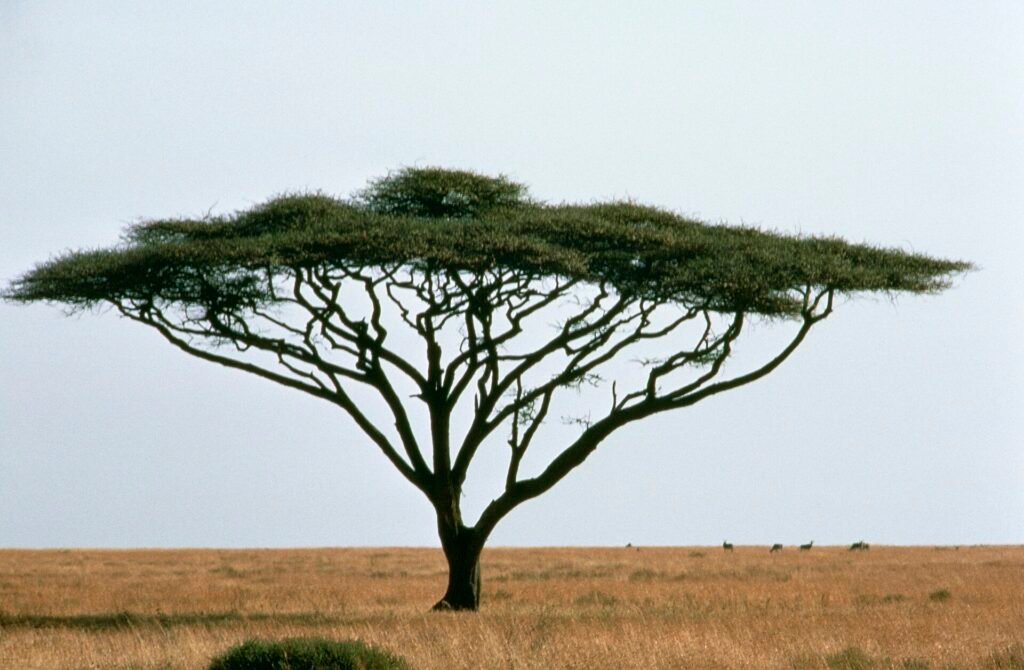 Savanna landscape with acacia trees