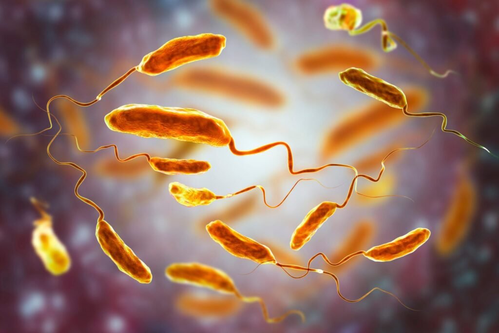 3D illustration of Vibrio cholerae bacteria